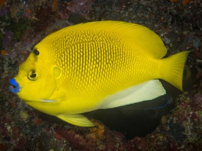 Threespot Angelfish  <br> (<em>Apolemichthys trimaculatus</em>)