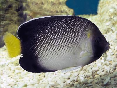 Indian Yellowtail Angelfish <br> (<em>Apolemichthys xanthurus</em>)