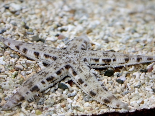 Sand Star <br> (<em>Archaster typicus</em>)