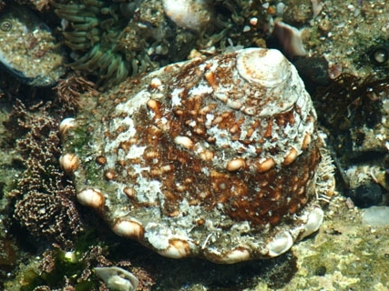 Wavy Turban Snai <br> (<em>Astraea undosa</em>)