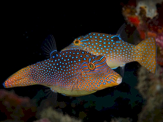 Jewel Puffer <br> (<em>Canthigaster solandri</em>)