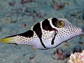 Valentin's Sharpnose Puffer <br> (<em>Canthigaster valentini</em>)