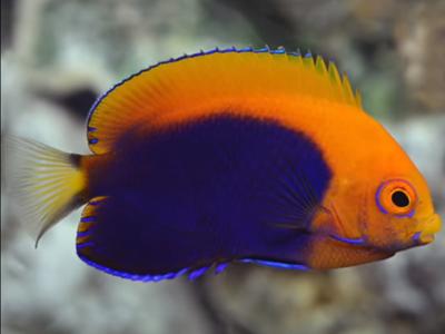 Orangeback Angelfish <br> (<em>Centropyge acanthops</em>)