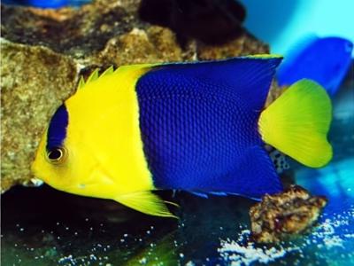 Bicolor Angelfish <br> (<em>Centropyge bicolor</em>)