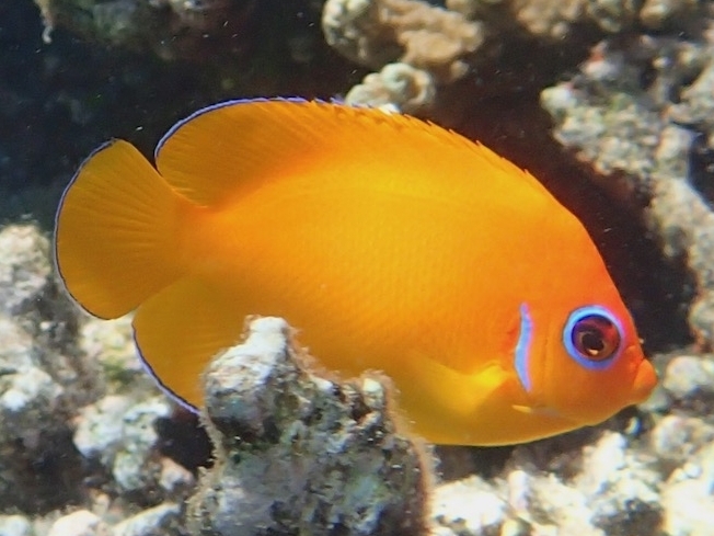 Lemonpeel Angelfish <br> (<em>Centropyge flavissima</em>)