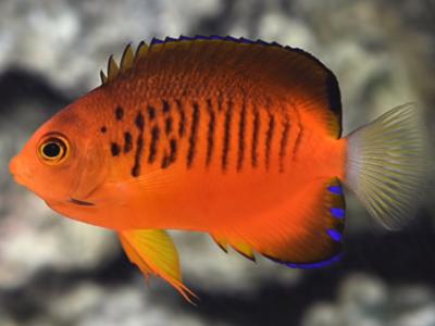 Flame angelfish <br> (<em>Centropyge loriculus</em>)