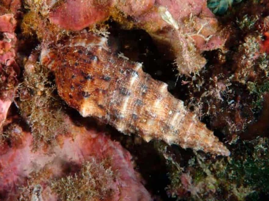Cerith Snail  <br> (<em>Cerithium spp.</em>)