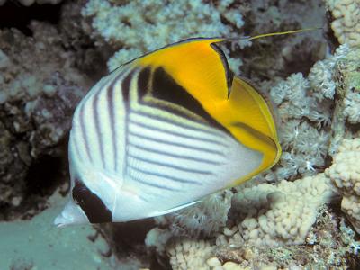Threadfin Butterflyfish <br> (<em>Chaetodon auriga</em>)