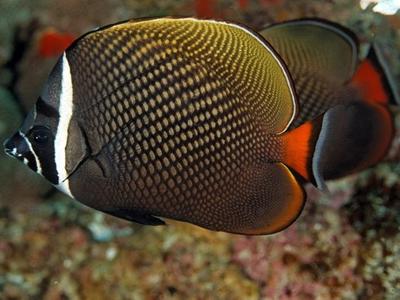 Redtail Butterflyfish <br> (<em>Chaetodon collare</em>)