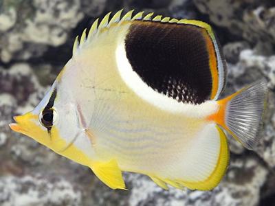Saddle Butterflyfish <br> (<em>Chaetodon ephippium</em>)