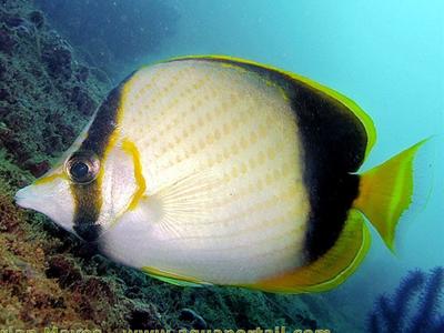 Somali Butterflyfish <br> (<em>Chaetodon leucopleura</em>)