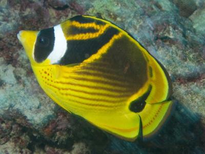 Raccoon Butterflyfish <br> (<em>Chaetodon lunula</em>)