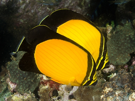 Blackback Butterflyfish <br> (<em>Chaetodon melannotus</em>)