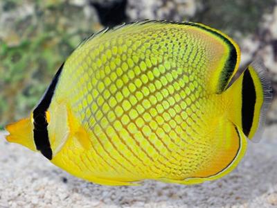 Latticed Butterflyfish <br> (<em>Chaetodon rafflesii</em>)