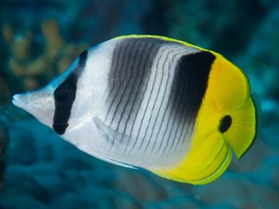 Pacific Double-saddle Butterflyfish <br> (<em>Chaetodon ulietensis</em>)