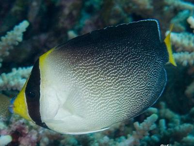 Vermiculated Angelfish <br> (<em>Chaetodontoplus mesoleucus</em>)