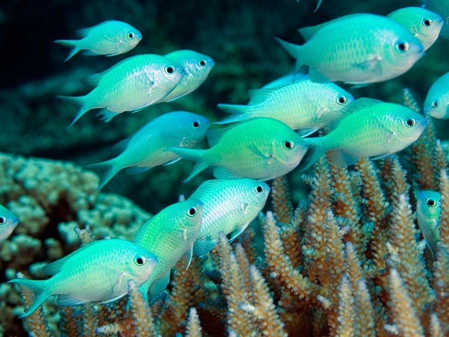 Green Chromis <br> (<em>Chromis viridis</em>)