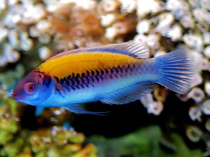 Orange-back Fairy Wrasse <br> (<em>Cirrhilabrus aurantidorsalis</em>)