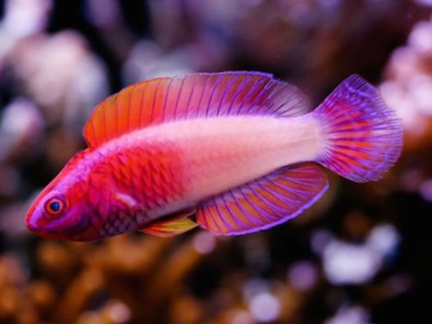 Red Velvet Fairy Wrasse <br> (<em>Cirrhilabrus rubrisquamis</em>)