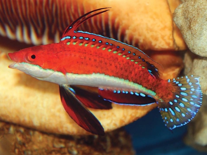 Longfin Fairy Wrasse <br> (<em>Cirrhilabrus rubriventralis</em>)