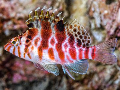 Spotted Hawkfish <br> (<em>Cirrhitichthys aprinus</em>)