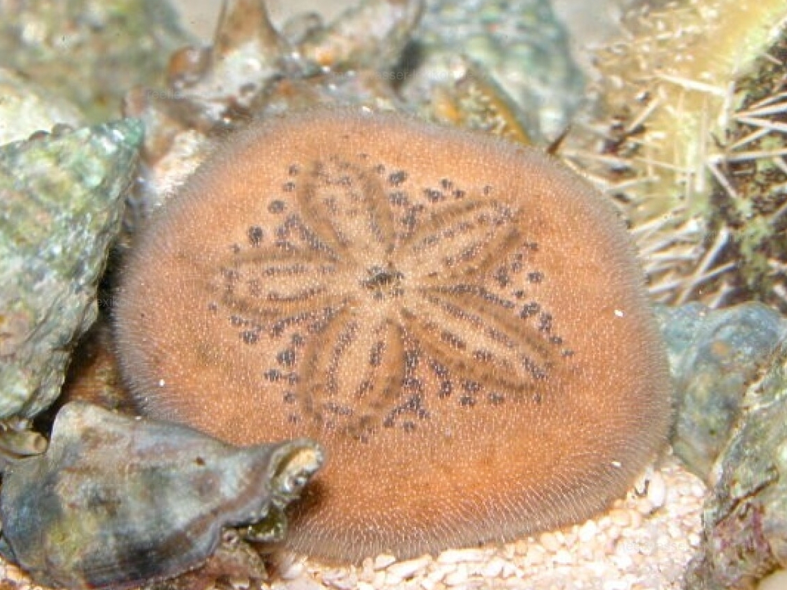 Sand Dollar <br> (<em>Clypeaster subdepressus</em>)