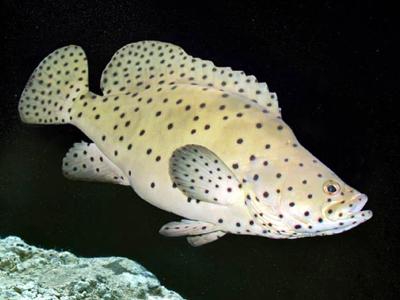 Panther Grouper <br> (<em>Cromileptes altivelis</em>)