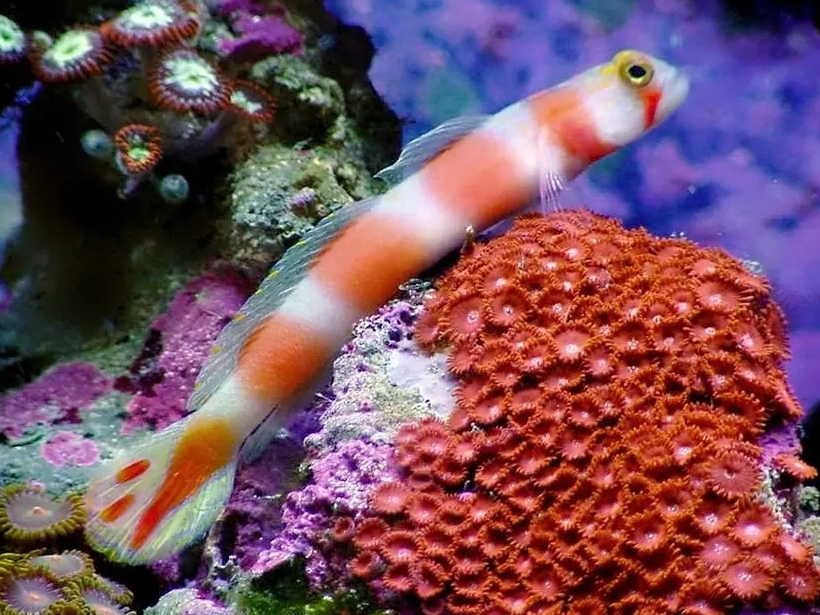 Sun-Tail Goby <br> (<em>Cryptocentrus aurora</em>)