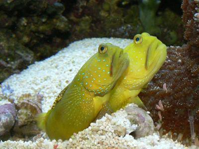 Sulphur Goby <br> (<em>Cryptocentrus cinctus</em>)