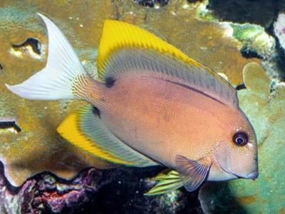 Tomini Bristletooth <br> (<em>Ctenochaetus tominiensis</em>)