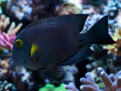 Indian Gold-ring Bristletooth <br> (<em>Ctenochaetus truncatus</em>)