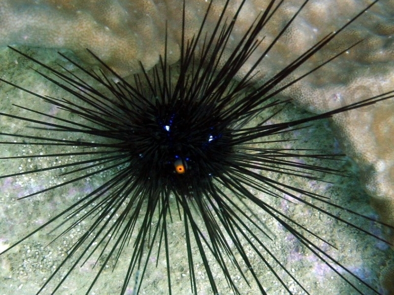 Long Spine Urchin <br> (<em>Diadema setosum</em>)
