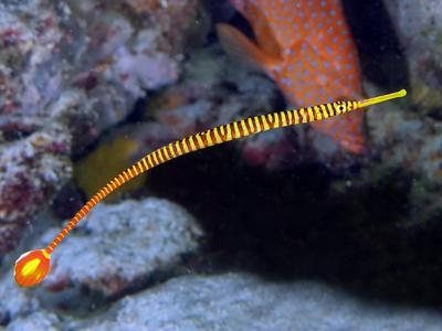 Yellow Banded Pipefish <br> (<em>Dunckerocampus pessuliferus</em>)