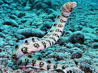 Snowflake Moray <br> (<em>Echidna nebulosa</em>)
