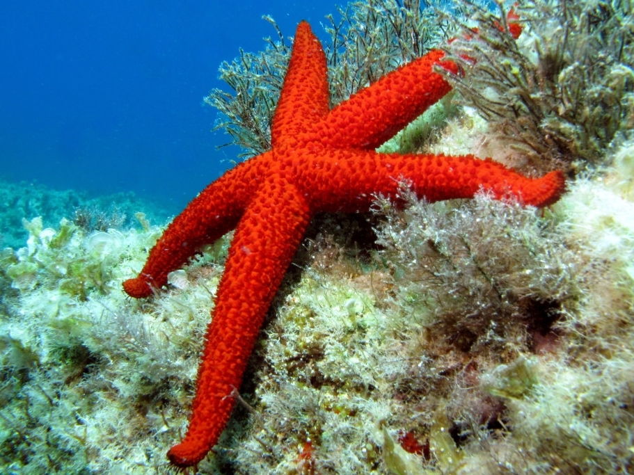 Mediterranean Red Sea Star <br> (<em>Echinaster sepositus</em>)