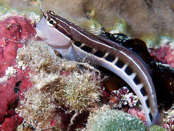 Linead Blenny <br> (<em>Ecsenius lineatus</em>)