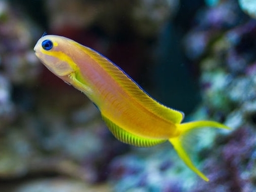Midas Blenny <br> (<em>Ecsenius midas</em>)