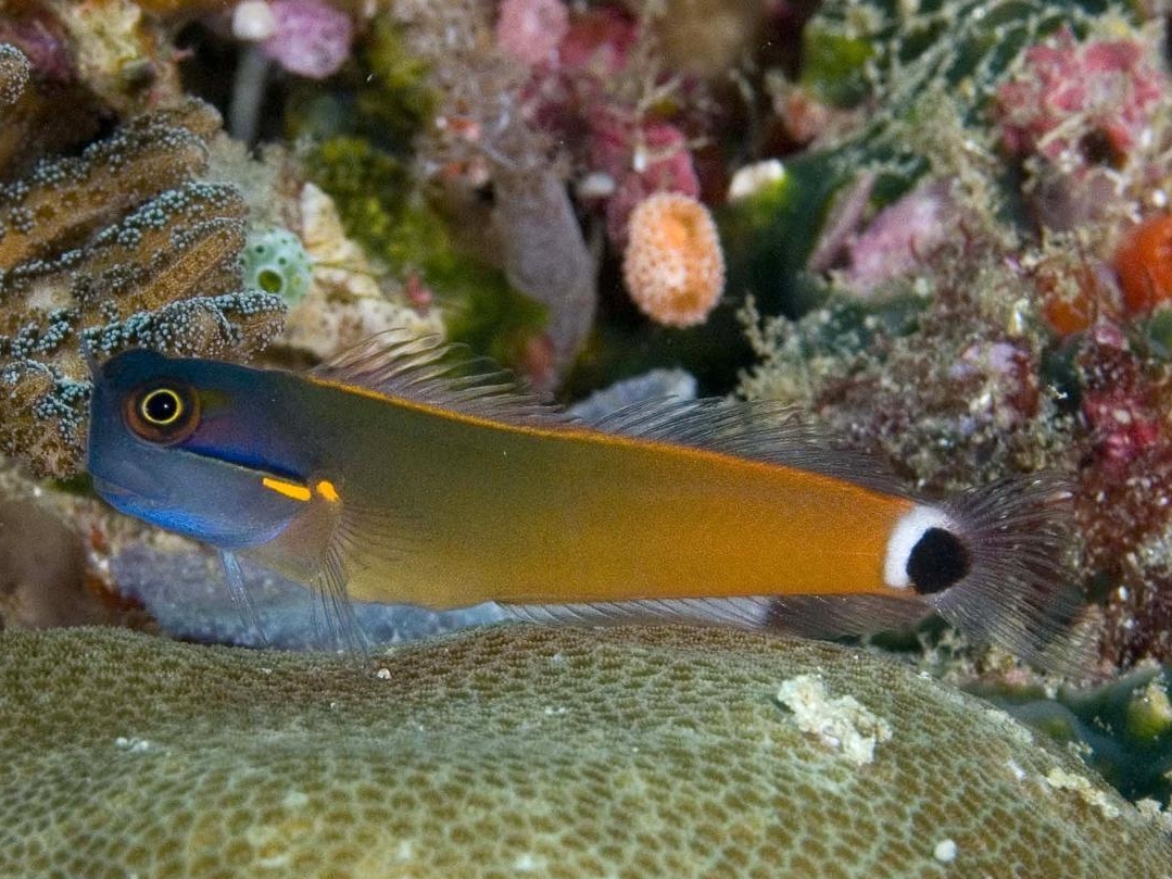 Tailspot Blenny <br> (<em>Ecsenius stigmatura</em>)
