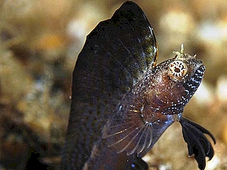 Sailfin Blenny <br> (<em>Emblemaria pandionis</em>)