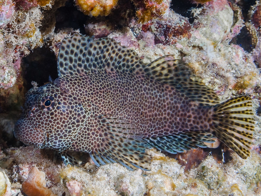 Leopard Blenny <br> (<em>Exallias brevis</em>)