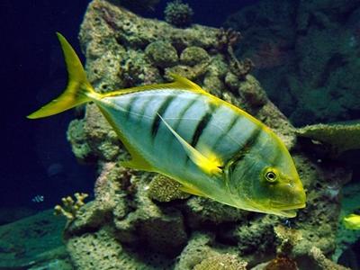 Golden Trevally <br> (<em>Gnathanodon speciosus</em>)