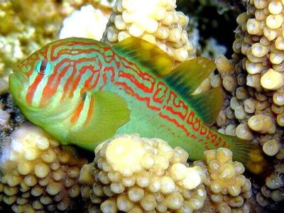 Broad-barred Goby <br> (<em>Gobiodon histrio</em>)