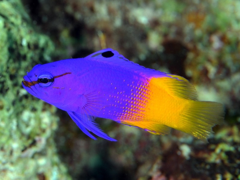 Gramma loreto Royal Gramma <br> (<em>Gramma loreto</em>)