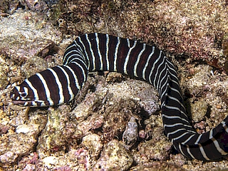 Zebra Moray Eel <br> (<em>Gymnomuraena zebra</em>)