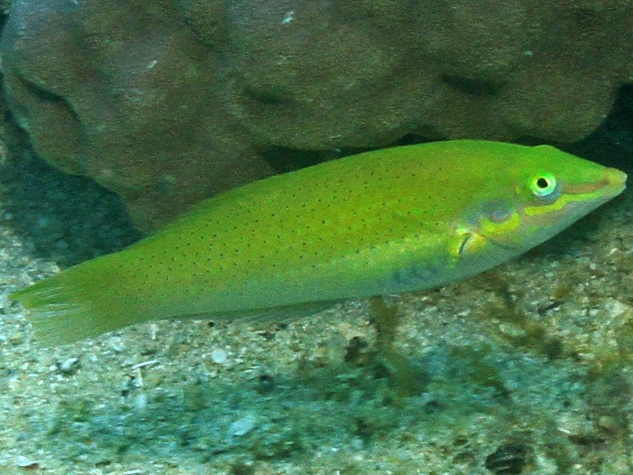 Green Wrasse <br> (<em>Halichoeres chloropterus</em>)