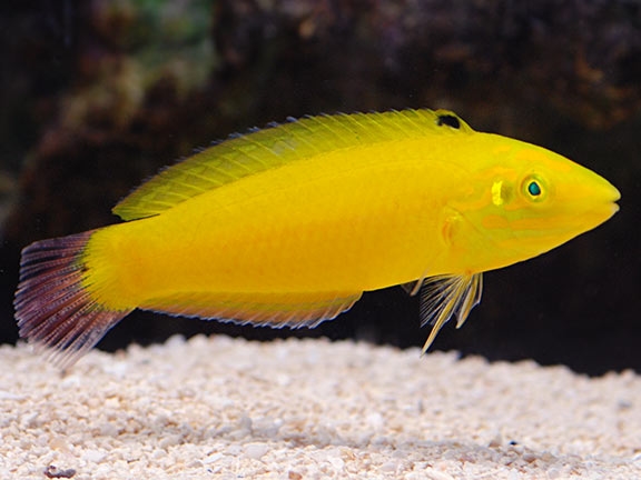 Yellow Wrasse <br> (<em>Halichoeres chrysus</em>)