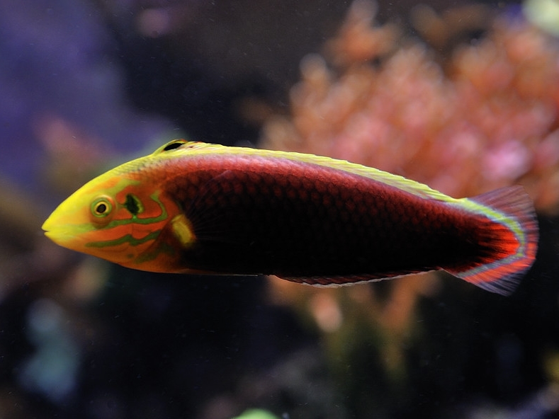 Radiant Wrasse <br> (<em>Halichoeres iridis</em>)