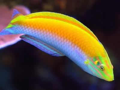 Canary Top Wrasse <br> (<em>Halichoeres leucoxanthus</em>)