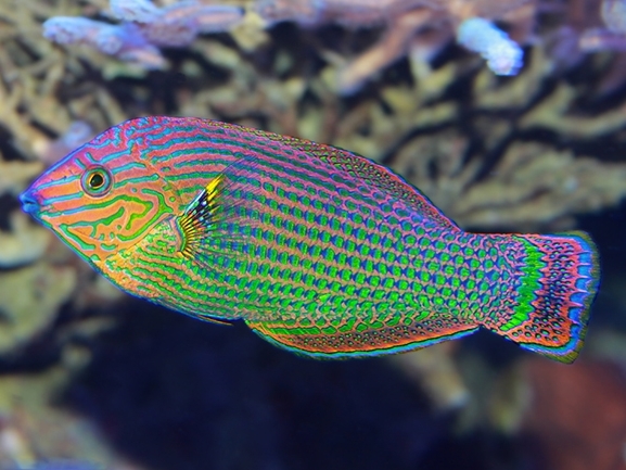 Dusky Wrasse <br> (<em>Halichoeres marginatus</em>)