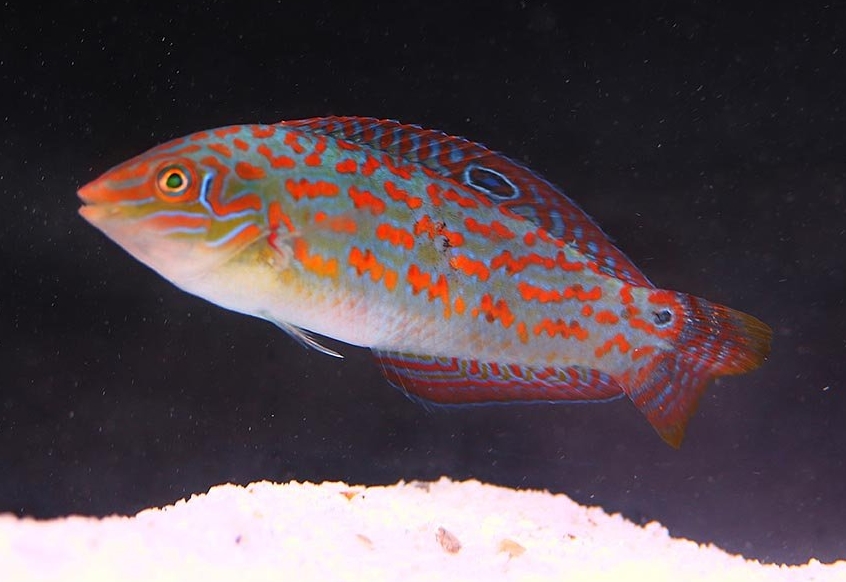 Timor Wrasse <br> (<em>Halichoeres timorensis</em>)